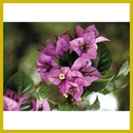 ✿ ☍ ✒ Bougainvillea cuttings