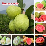 100% Original Guava Seeds for Planting  (100 Seeds Per Bag) Fruit Seeds Bonsai Fruit Tree Seeds Red 