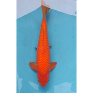 Ikan Koi Import Red Karashi Storefira