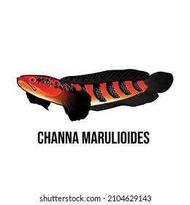 Channa Red Barito 2-2.5 Inch