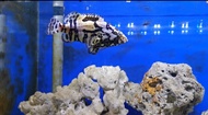 (2-3inch converted 1.003)  hybrid grouper/ kerapu hybrid /淡化龙虎斑