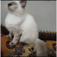 Promo kucing Himalaya betina super Limited