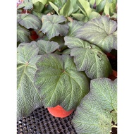 Begonia Boomer Art Hodes real live plant free organic fertiliser 0.5kg free organic soil 3kg