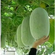 5 BIJI/BENIH BUAH LABU KUNDUR/LABU BEDAK