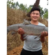 Murphy Killer Overlord Murphy Small Medicine Lure Big Murphy Bait Additives Foaming Snail Flavor Bla