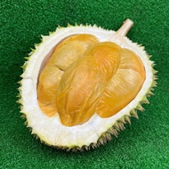 SYR | Red Prawn D13 Durian (~500g/Box)