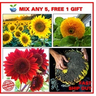 Pelbagai benih BUNGA MATAHARI sunflower renek/ Mongolian Giant / Red Velvet Queen / Black Oil / Tedd
