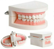 (พร้อมส่ง) แบบฟัน โมเดลปาก ทันตกรรม ทันตแพทย์ 180องศา จัดฟัน ฟันปลอม คุณภาพดี