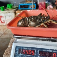 sale lobster Fresh Hidup Ukuran 400 Up berkualitas