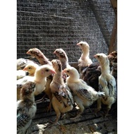 ch) Ciak Anakan Ayam Pelung Jumbo Asli sehat