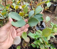 Bahan bonsai iprik silver pucuk merah