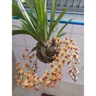 Sword orchid 40_50 cm tall. Root 3×2 cm. Send tree picture 2
