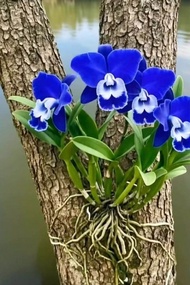 Tanaman hias bibit bunga anggrek dendrobium warna biru tua putih