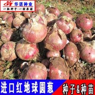 日本進口圓蔥種籽紅地球紅皮圓蔥種子 種籽高園玉蔥洋蔥高秋播蔬菜種子 種籽hn