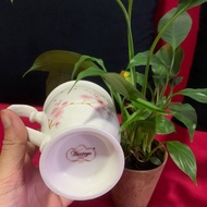 Mug Cherry Blossom Vantage 6 dalam 1