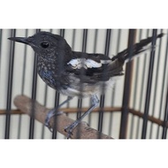 Burung Kacer Dada Hitam Jatim Trotol