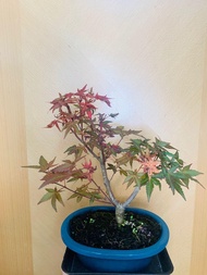(🇭🇰HK)平民價🈹🈹盆景 Bonsai 景天 藝術品 園藝 保證全部實物 絕無p圖  紅楓，出猩猩 特價，$300  多買有discount，歡迎pm我看看其他款式， 人有我有，人無我都有 歡迎查詢