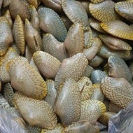 kerang batik segar by SUPPLIER SEAFOOD BANDUNG