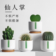 Green Plant Small Potted Cactus Potted Plant Indoor Cactus Succulent Flower Plant Office Desktop Goo