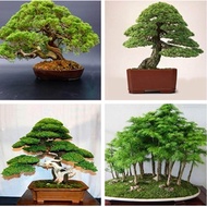 30 Seed/pack Japanese White Pine Pinus Parviflora Tree Bonsai Seeds Home Plant Rare Ornamental Potte