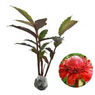 Bibit Tanaman Herbal Kecombrang/Combrang/Honje