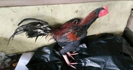 Boneka untul/latih tarung/boneka ayam/latih fisik