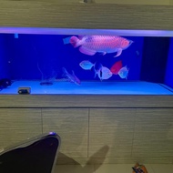 Arwana Super Red Blue base Jumbo 70cm lengkap + aquarium 2m
