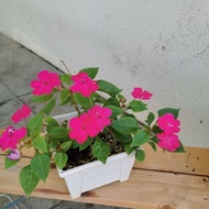 Impatiens Walleriana Anak Pokok Keratan Hidup Live Dark Pink Flower Bunga Bukan Plastik Atau Artificial Baja Benih Spray