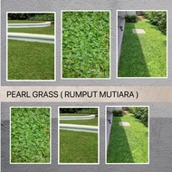 TURFING - PEARL GRASS