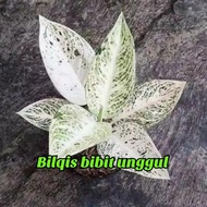 Bibit Bunga Aglonema Legacy Salju