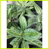 ◇ ☢ ◊ Aglaonema/Calathea/Syngonium Varieties Live Plant Uprooted