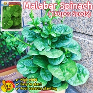100% Original Green Malabar Spinach Seeds for Sale (Fresh 150pcs Seeds) Bernih Malabar Spinach Bonsa