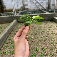 Anubias golden (4 pcs)