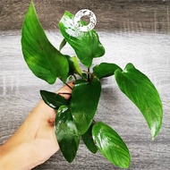 🔥No Co2🔥 Anubias Hastifolia ( Low Tech Plant / Aquarium / Aquascape / Aquatic Live Plant / Paludarium / Vivarium / Betta Tank )