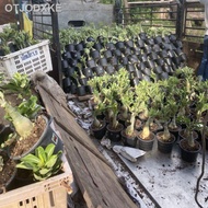 [readystock]▧▤adenium plant thailand multi layer pokok kemboja ready stock malaysia