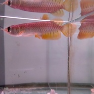 Name Ikan Arwana Golden Red