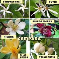 Pokok Cempaka Chempaka Telur Putih Kuning / Pisang Merah / Putih /Cempaka wali cempakawali michela f