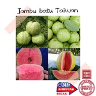 (GG real plant) anak pokok jambu batu Taiwan ^Pink Guava^ Cepat berbuah hybrid top premium quality fruits manis sedap buah