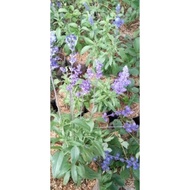 TANAMAN SALVIA DIVINORUM dagpko 7535xj