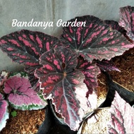 Tanaman Hias Begonia Rex Merah Hitam