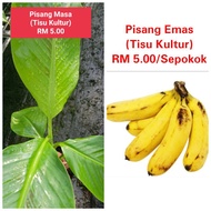 Benih Pokok Pisang Emas (Tisu Kultur)