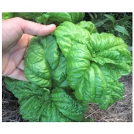 Basil Anise Lettuce Leaf Basil Herb Plants Seed -organic
