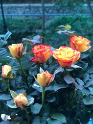 Double Delight Rose -Yellow & Red - Flower Pot - Farm to Home - Cameron Highland Fresh Flowers