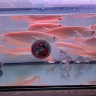 TERBARU/ ikan arwana silver albino
