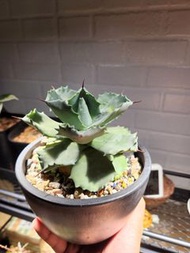 龍舌蘭美種 銀甲蟹Agave