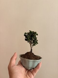 日本石化檜$480（體驗價）