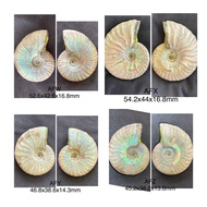 Whole Piece Ammonite Fossil