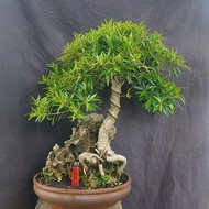 Bonsai beringin california/ficus neriifolia on the rock