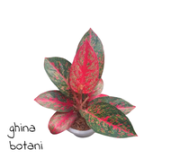 Aglonema Red Stardust / Aglonema Murah /Aglonema Stardust Murah