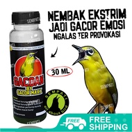 SEMPATI Gacoan Dopping Vitamin Burung Pleci Gacoan By Gacor Maxx Doping Tambahan Burung Pleci Cepat 